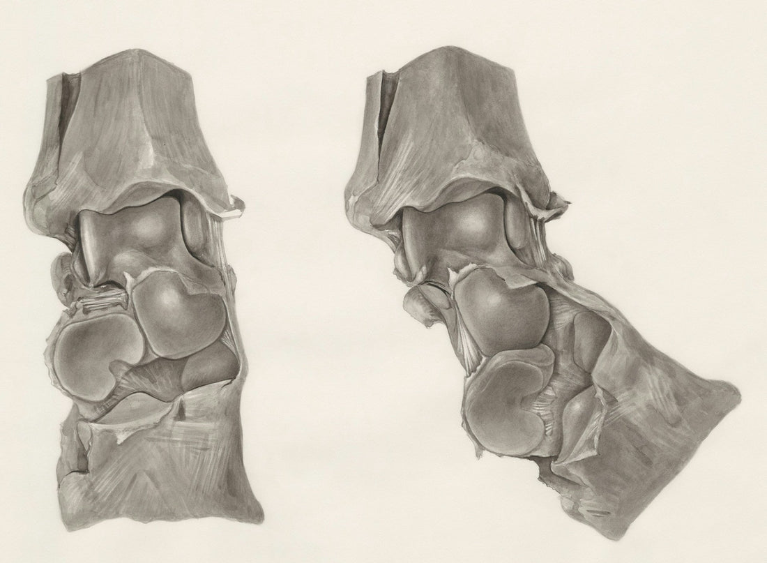 knee bones