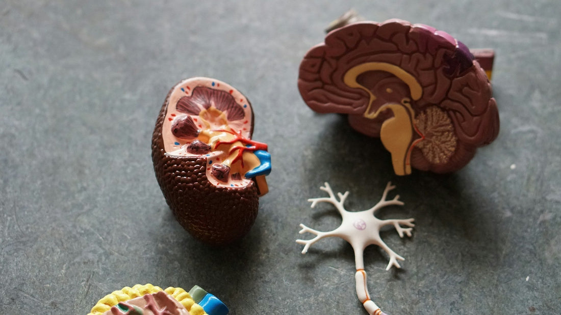 Model picture of organs