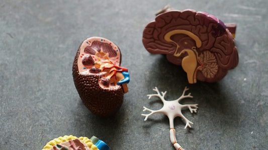 Model picture of organs