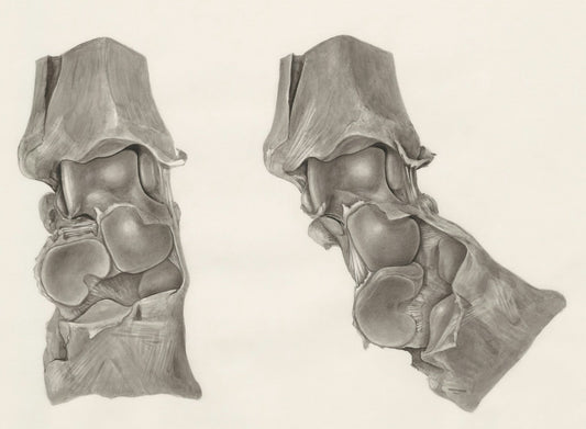 knee bones