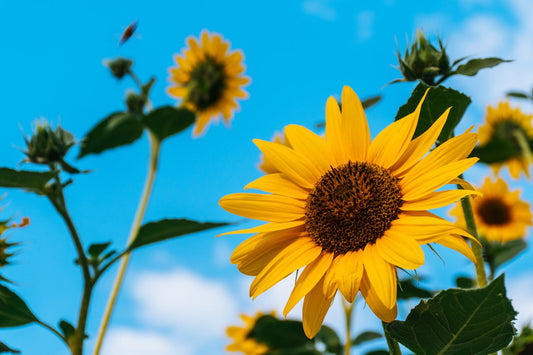 Understanding the Sunflower Disability Symbol: Promoting Awareness and Inclusion