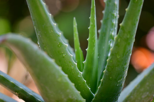Plant-Based Body Care: Natural Ingredients for People with Sensitive Skin